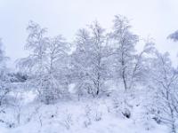 Alles ist im Moor von Neuschnee bedeckt